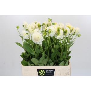Dahlia Boom Boom White