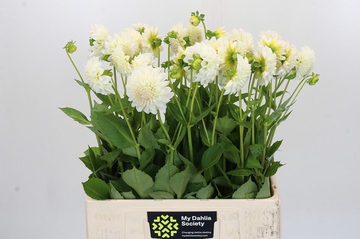 <h4>Dahlia Boom Boom White</h4>