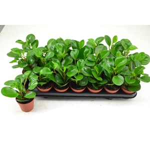 PEPEROMIA GREEN LEMON
