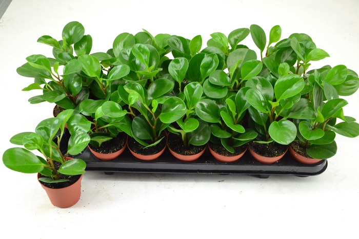 <h4>PEPEROMIA GREEN LEMON</h4>