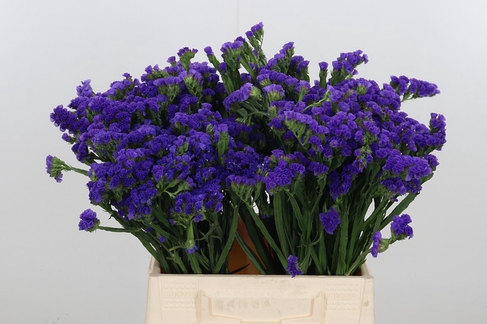 <h4>Statice Blue Marina Violet</h4>