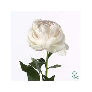 Paeonia Madam Claude