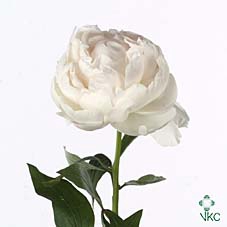 <h4>Paeonia Madam Claude</h4>