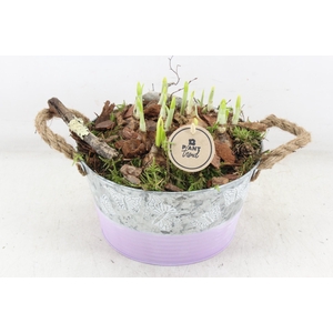 arr4 Narcis PL - Zink vlinder lila