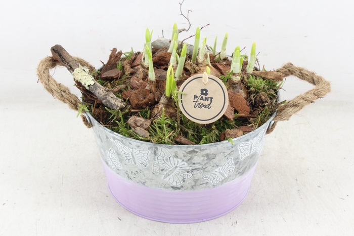 <h4>arr4 Narcis PL - Zink vlinder lila</h4>