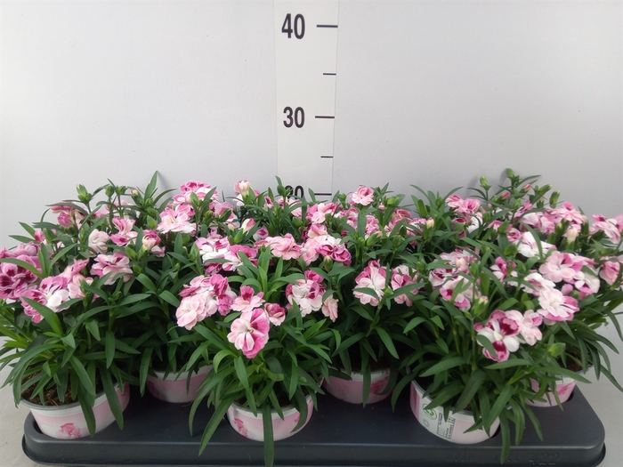<h4>Dianthus  'Sprint Pink and Proud'</h4>