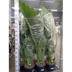 Alocasia macrorrhizos