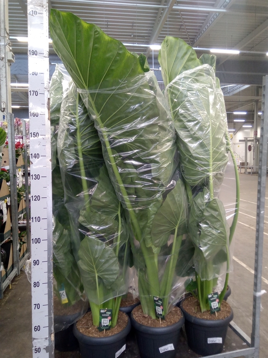 <h4>Alocasia macrorrhizos</h4>