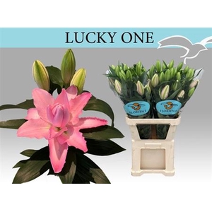 Li Or Du Lucky One 5+