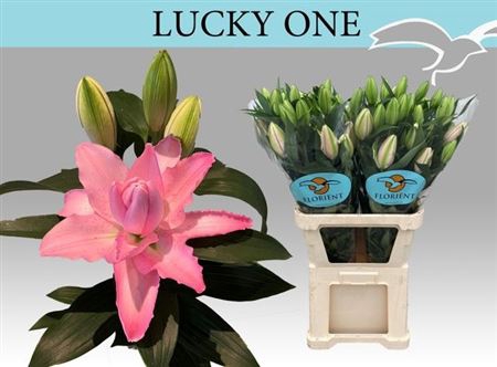 <h4>Li Or Du Lucky One</h4>