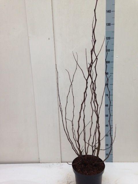 <h4>Cercis siliquatrum</h4>