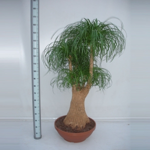 Nolina recurvata