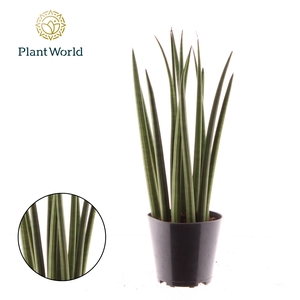 Sansevieria cylindrica 'Bacularis' / Mikado