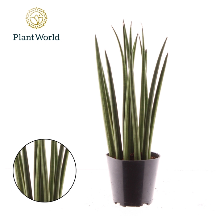 <h4>Sansevieria cylindrica 'Bacularis' / Mikado</h4>
