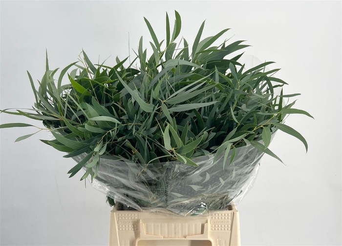 <h4>Euca Dominichina Short 150gr Pbs</h4>