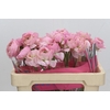 Ranunculus Romance Maritime