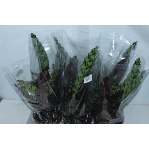 CALATHEA INSIGNIS P17