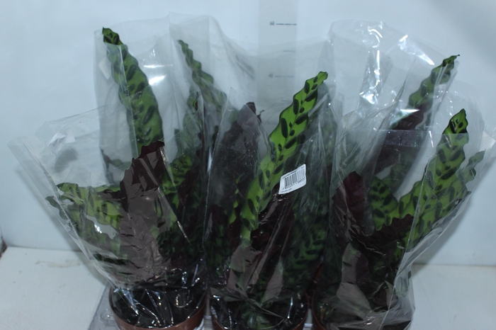 <h4>CALATHEA INSIGNIS P17</h4>