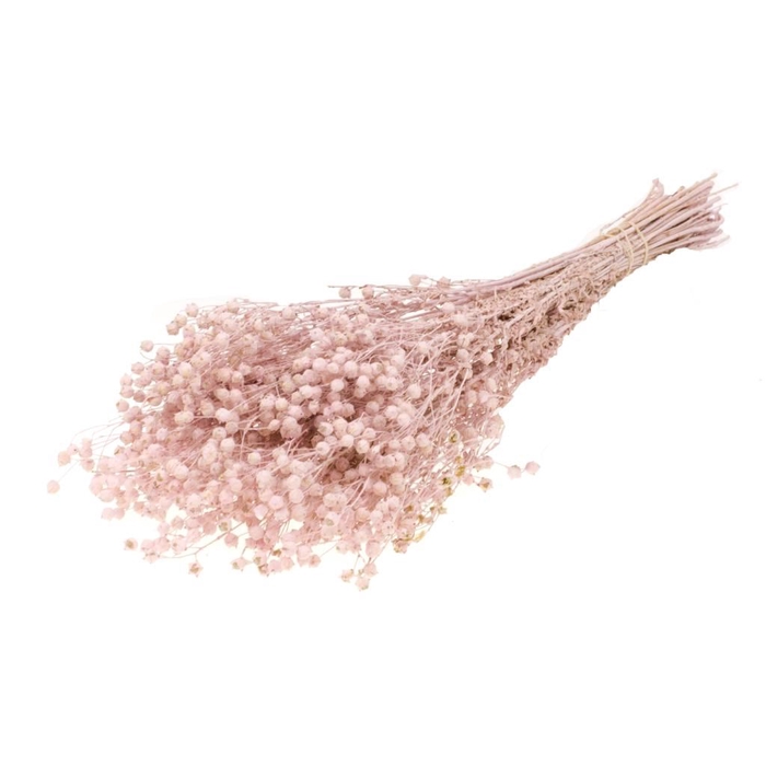 <h4>Linum pink misty</h4>