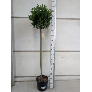 Laurus nobilis