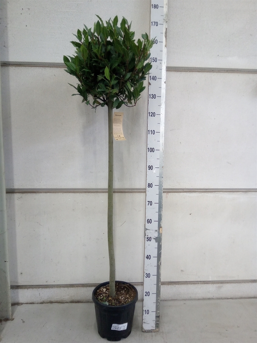 <h4>Laurus nobilis</h4>