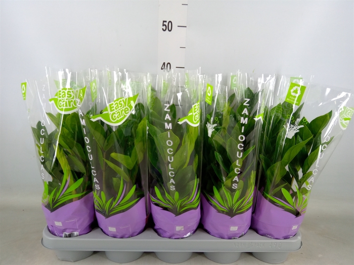 <h4>Zamioculcas zamiifolia</h4>