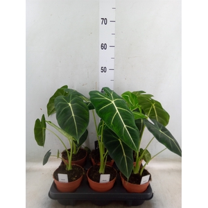 Alocasia   ...