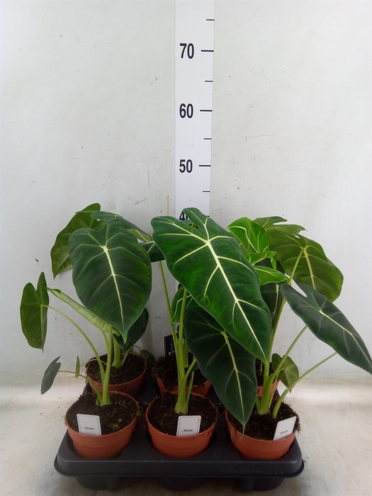 <h4>Alocasia   ...</h4>