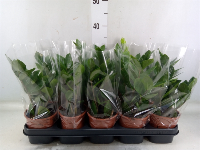 <h4>Zamioculcas zamiifolia</h4>