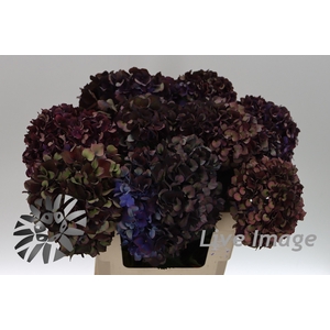 Hydrangea mag ruby red classic purple