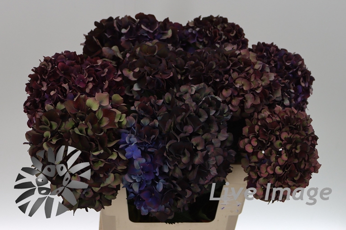 <h4>Hydrangea mag ruby red classic purple</h4>