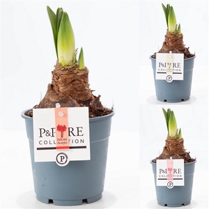 Hippeastrum mix P&PURE Collection