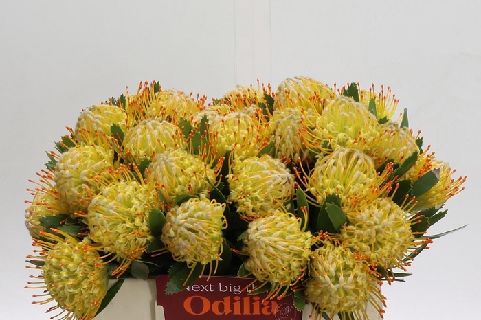 <h4>LEUCO CUNEIFORME</h4>