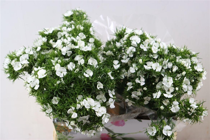 Di Barb Breanthus Hera Wite