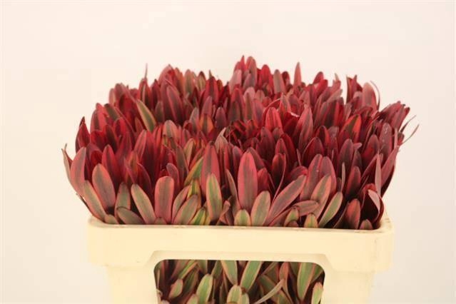 <h4>LEUCAD JESTER</h4>