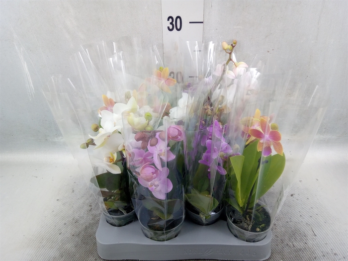 Phalaenopsis multi.   ...mix