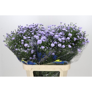 Aster Baby Blue