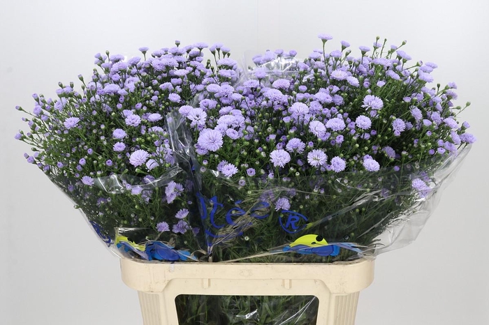 <h4>Aster Baby Blue</h4>