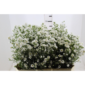 ASTER BRANCO 070 CM