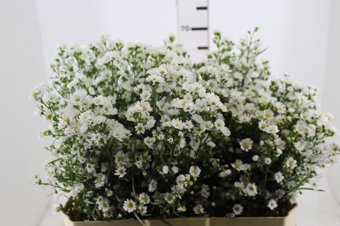 <h4>ASTER BRANCO 070 CM</h4>