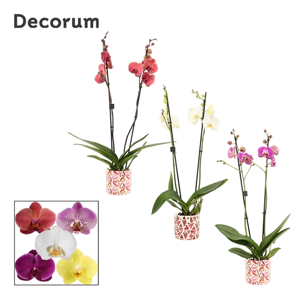 <h4>Phalaenopsis 2 tak 16+ mix in Julia (Deco-collection)</h4>