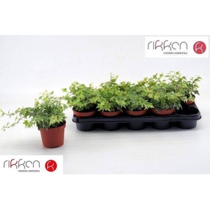 HEDERA WHITE RIPPLE P12