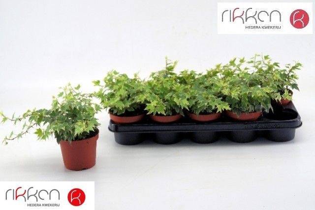 <h4>HEDERA WHITE RIPPLE P12</h4>