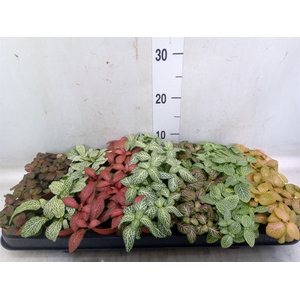 Fittonia   ...mix 7