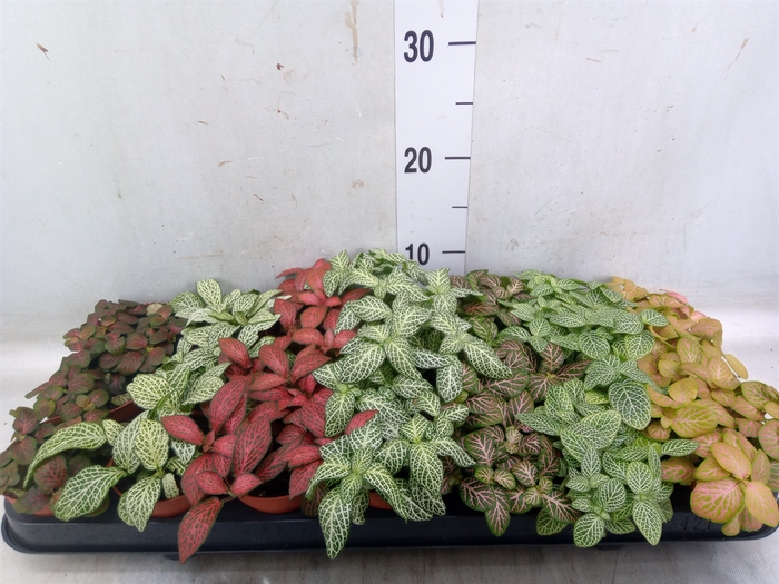 <h4>Fittonia   ...mix 7</h4>