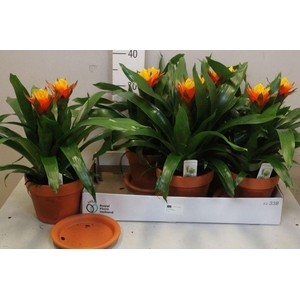 ARR BROMELIA