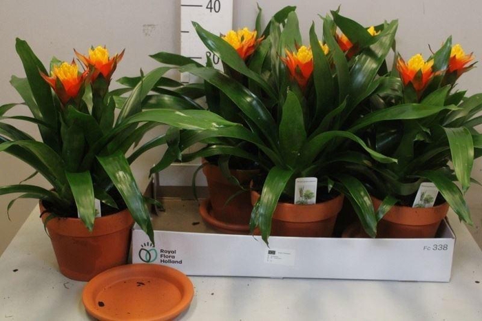 <h4>ARR BROMELIA</h4>