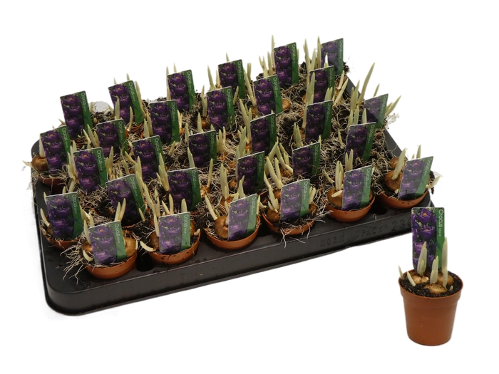 <h4>Crocus blauw</h4>