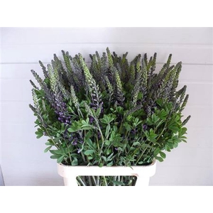 Baptisia Australis Blue