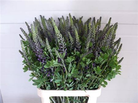 <h4>Baptisia Australis Blue</h4>
